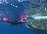 Barb Blanton and Whaleshark video and photography sales
