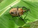 Coconut Beetle photo from Honduras