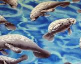 Manatees