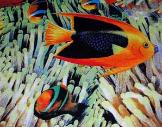 Fish in anemones