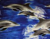 Leaping dolphins