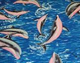 Pink Tummied dolphins