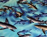Shark Swarm