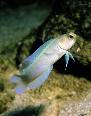 Jawfish stock photo sales and library