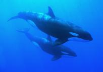 Orca, Killer Whales photo in Roatan