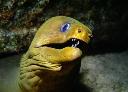 Green Moray stock photography library and sales