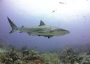 Reef Shark photos and videos