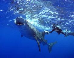 Tim Blanton and Whaleshark videos and DVDs for sale